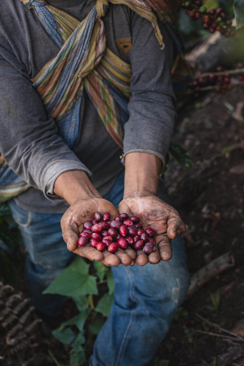 A Bolivian coffee farmer cupping freshly harvested red coffee cherries in both hands