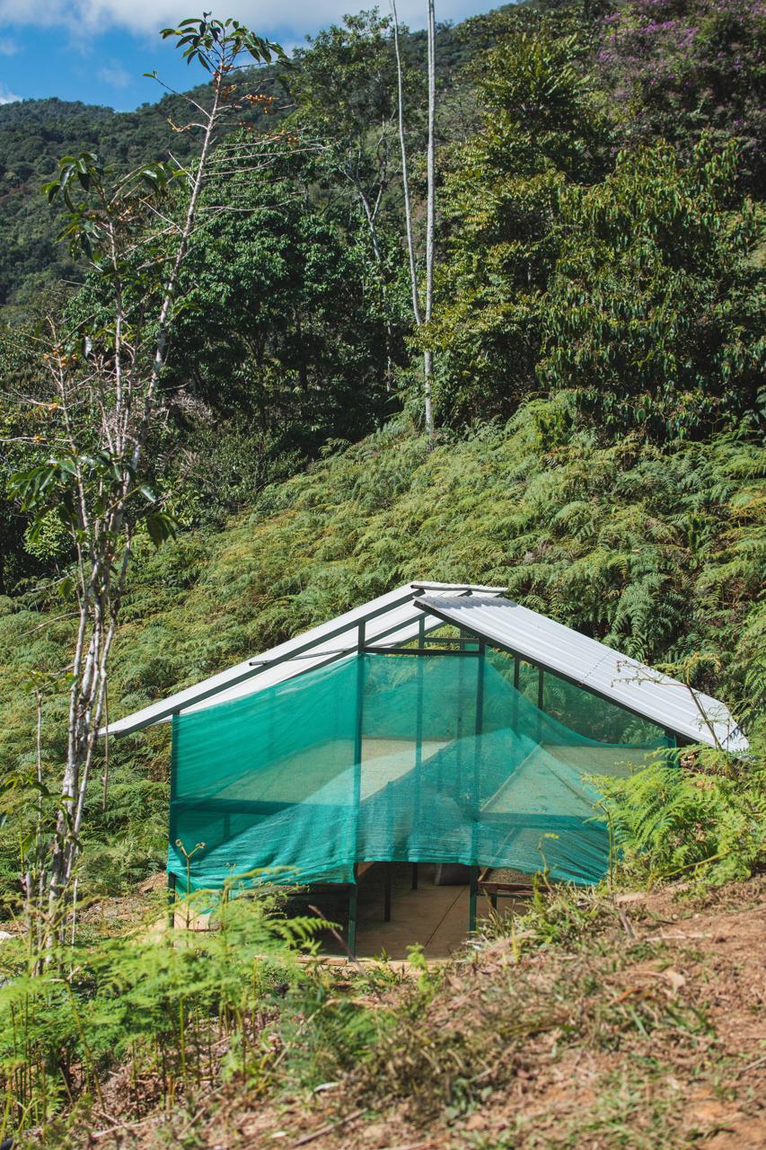 Green mesh coffee drying beds nestled in a lush, forested Andean hillside